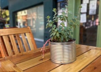 Make a Mini Herb Garden From Old Cans