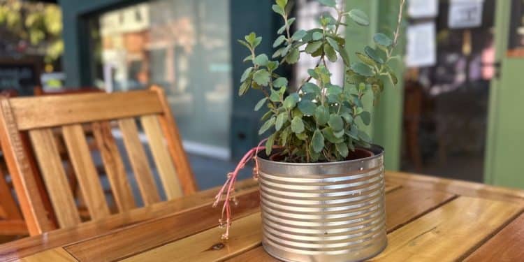 Make a Mini Herb Garden From Old Cans
