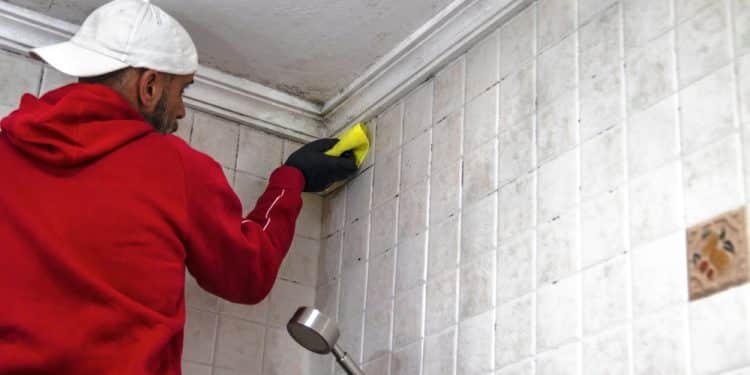 Stop Mold Before It Takes Hold: How To Prevent It In The Bathroom