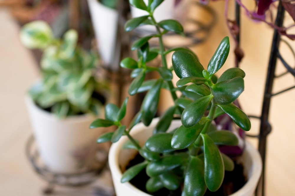 DIY plant shelf