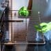 Clean a Greasy Oven Without Harsh Chemicals